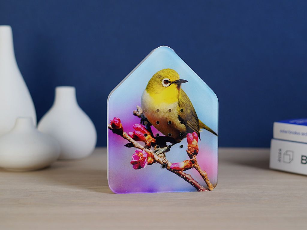Zwitscher Box Limited Edition Silvereye