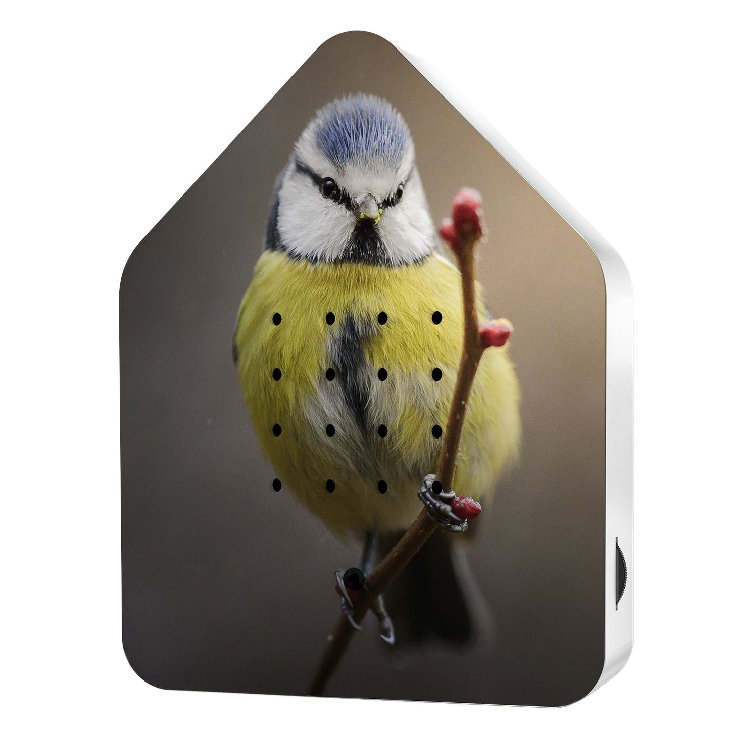 Nyhed! Birdy Box Limited edition - Blue Tit