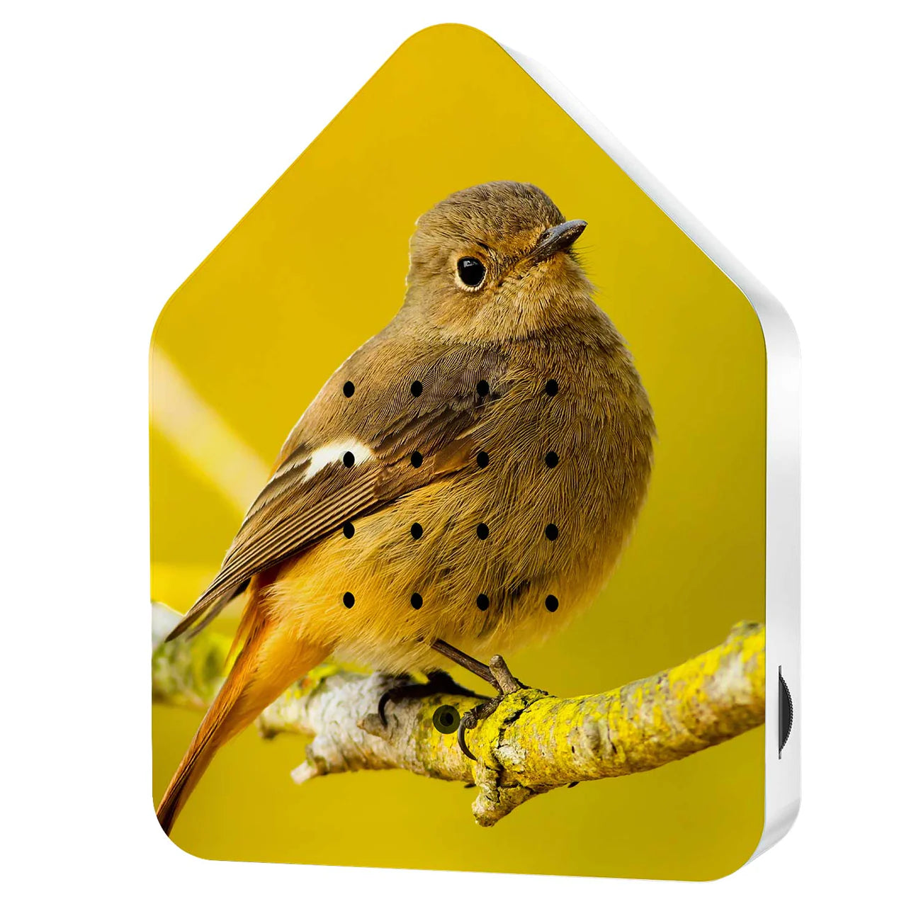 Nyhed! Birdy Box Limited edition - Daurian Redstart